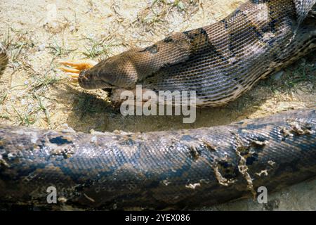 Bali. Indonesia. Snake. Hen Stock Photo