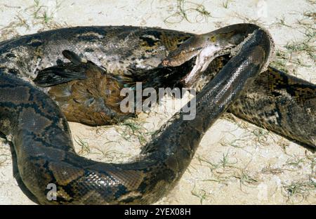 Bali. Indonesia. Snake. Hen Stock Photo