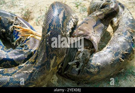 Bali. Indonesia. Snake. Hen Stock Photo