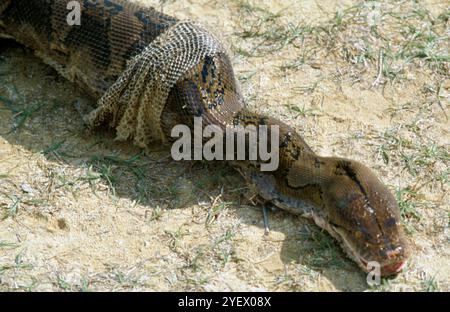 Bali. Indonesia. Snake. Hen Stock Photo