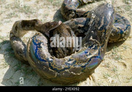 Bali. Indonesia. Snake. Hen Stock Photo