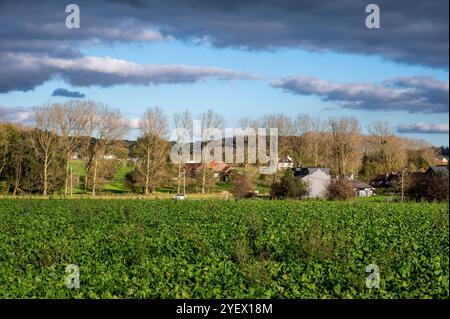 Green beet fields at colorful agriculture fields in autumn near Lennik, Flemish Brabant Region, Belgium Stock Photo