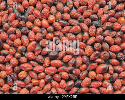 textured dried rose hips close up, wrinkled from moisture evaporation and dark from baking and drying in the oven, vitamin-rich wild rose hips Stock Photo