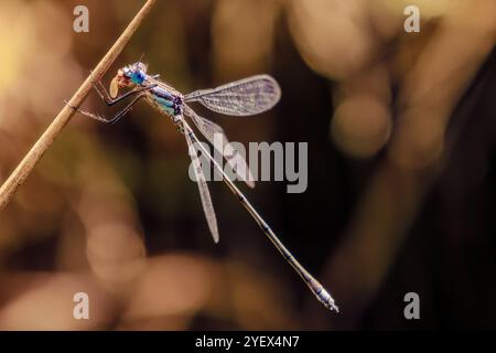 Macro photography of a blue-tailed damselfly sitting on a straw, eating an insect, captured in a farm near the town of Villa de Leyva in Colombia. Stock Photo