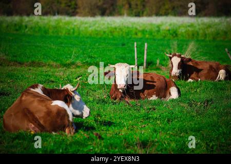 01.11.2024, Handenberg, AUT, Unterwegs in Oberösterreich, Symbolbild, Themenbild, Verschiedene Themenbilder, im Bild Feature, Kuh, Kühe, Weide, Grasen, Grüne Wiese, Landwirtschaft, Bio, Bauer, Ohrmarken, Kühe liegen in der Wiese, *** 01 11 2024, Handenberg, AUT, On the road in Upper Austria, symbolic picture, theme picture, various theme pictures, in the picture feature, cow, cows, pasture, grazing, green meadow, agriculture, organic, farmer, ear tags, cows lying in the meadow, Stock Photo