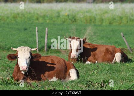 01.11.2024, Handenberg, AUT, Unterwegs in Oberösterreich, Symbolbild, Themenbild, Verschiedene Themenbilder, im Bild Feature, Kuh, Kühe, Weide, Grasen, Grüne Wiese, Landwirtschaft, Bio, Bauer, Ohrmarken, Kühe liegen in der Wiese, *** 01 11 2024, Handenberg, AUT, On the road in Upper Austria, symbolic picture, theme picture, various theme pictures, in the picture feature, cow, cows, pasture, grazing, green meadow, agriculture, organic, farmer, ear tags, cows lying in the meadow, Stock Photo