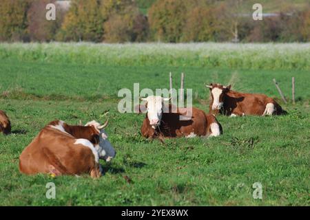 01.11.2024, Handenberg, AUT, Unterwegs in Oberösterreich, Symbolbild, Themenbild, Verschiedene Themenbilder, im Bild Feature, Kuh, Kühe, Weide, Grasen, Grüne Wiese, Landwirtschaft, Bio, Bauer, Ohrmarken, Kühe liegen in der Wiese, *** 01 11 2024, Handenberg, AUT, On the road in Upper Austria, symbolic picture, theme picture, various theme pictures, in the picture feature, cow, cows, pasture, grazing, green meadow, agriculture, organic, farmer, ear tags, cows lying in the meadow, Stock Photo