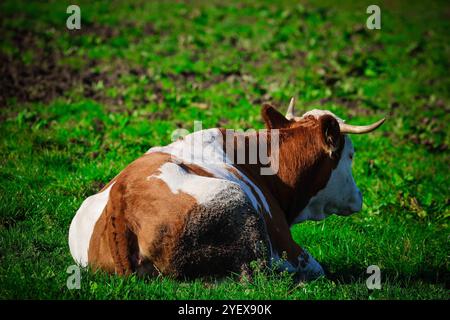 01.11.2024, Handenberg, AUT, Unterwegs in Oberösterreich, Symbolbild, Themenbild, Verschiedene Themenbilder, im Bild Feature, Kuh, Kühe, Weide, Grasen, Grüne Wiese, Landwirtschaft, Bio, Bauer, Ohrmarken, Kühe liegen in der Wiese, *** 01 11 2024, Handenberg, AUT, On the road in Upper Austria, symbolic picture, theme picture, various theme pictures, in the picture feature, cow, cows, pasture, grazing, green meadow, agriculture, organic, farmer, ear tags, cows lying in the meadow, Stock Photo