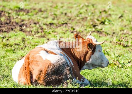 01.11.2024, Handenberg, AUT, Unterwegs in Oberösterreich, Symbolbild, Themenbild, Verschiedene Themenbilder, im Bild Feature, Kuh, Kühe, Weide, Grasen, Grüne Wiese, Landwirtschaft, Bio, Bauer, Ohrmarken, Kühe liegen in der Wiese, *** 01 11 2024, Handenberg, AUT, On the road in Upper Austria, symbolic picture, theme picture, various theme pictures, in the picture feature, cow, cows, pasture, grazing, green meadow, agriculture, organic, farmer, ear tags, cows lying in the meadow, Stock Photo