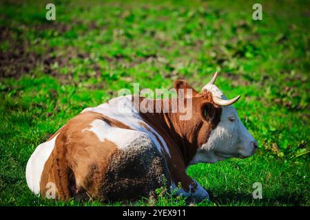 01.11.2024, Handenberg, AUT, Unterwegs in Oberösterreich, Symbolbild, Themenbild, Verschiedene Themenbilder, im Bild Feature, Kuh, Kühe, Weide, Grasen, Grüne Wiese, Landwirtschaft, Bio, Bauer, Ohrmarken, Kühe liegen in der Wiese, *** 01 11 2024, Handenberg, AUT, On the road in Upper Austria, symbolic picture, theme picture, various theme pictures, in the picture feature, cow, cows, pasture, grazing, green meadow, agriculture, organic, farmer, ear tags, cows lying in the meadow, Stock Photo