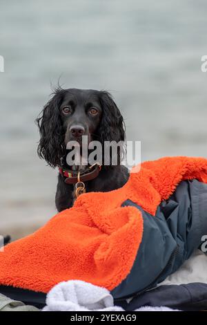 cute cocker spaniel dog looking over a pile of clothes on a beach Stock Photo
