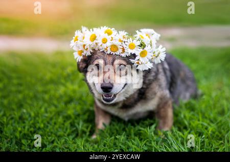 cute dog sitting on green grass in meadow wearing wreath of white daisy flowers Stock Photo