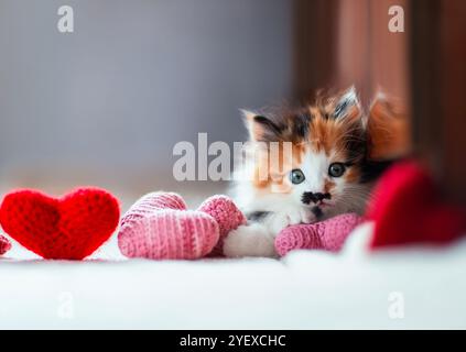 cute kitten lying on white blanket surrounded by love symbols of hearts Stock Photo