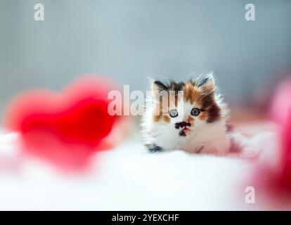cute kitten lying on white blanket surrounded by love symbols of hearts Stock Photo