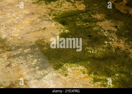 Close-Up Of Green Moss Growing On A Rough, Weathered Concrete Surface, Highlighting The Natural Contrast Between The Vibrant Moss And The Aged Stock Photo