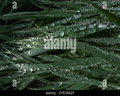 Grass covered with dew closeup photo. Rain drops of water on grass. Nature abstract background wallpaper. Stock Photo