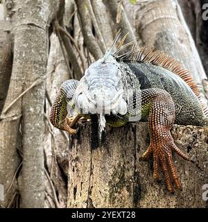 A invasive green iguana stares at the camera as it sunbathes on a tree stump in the warm Florida sun. Stock Photo