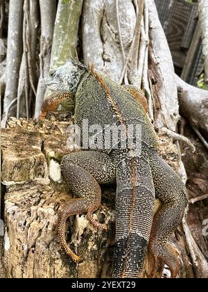 The back of an invasive green iguana as it warms itself while resting on a tree stump in the warm Florida sunshine. Stock Photo