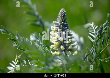 Sophora alopecuroides, also Sophora vulgaris, Sophora brunets. Flowers in a natural background. Stock Photo