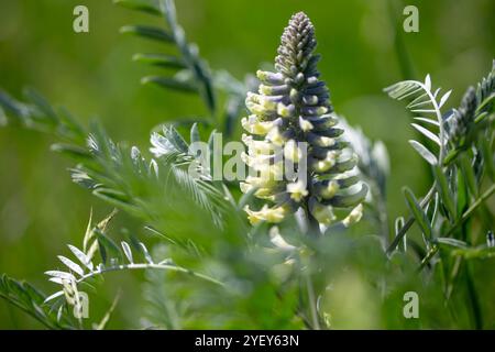 Sophora alopecuroides, also Sophora vulgaris, Sophora brunets. Flowers in a natural background. Stock Photo