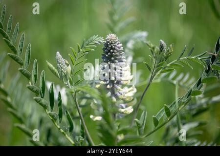 Sophora alopecuroides, also Sophora vulgaris, Sophora brunets. Flowers in a natural background. Stock Photo