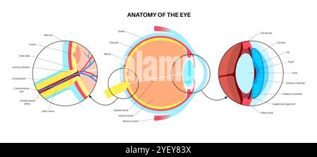 Illustration of the eye anatomy. The structure of the eye includes three different layers. The external layer, formed by the sclera and cornea. The intermediate layer, divided into two parts: anterior (iris and ciliary body and extraocular muscles) and posterior (choroid). The internal layer, or the sensory part of the eye, the retina and the optic nerve. Stock Photo