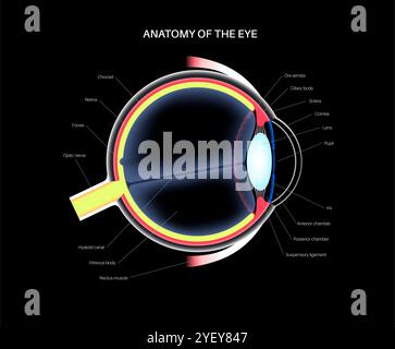 Illustration of the eye anatomy. The structure of the eye includes three different layers. The external layer, formed by the sclera and cornea. The intermediate layer, the iris and ciliary body, extraocular muscles and choroid. The internal layer, or the sensory part of the eye, the retina and the optic nerve. Stock Photo