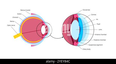 Illustration of the eye anatomy. The structure of the eye includes three different layers. The external layer, formed by the sclera and cornea. The intermediate layer, divided into two parts: anterior (iris and ciliary body and extraocular muscles) and posterior (choroid). The internal layer, or the sensory part of the eye, the retina and the optic nerve. Stock Photo