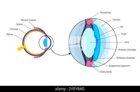 Illustration of the eye anatomy. The structure of the eye includes three different layers. The external layer, formed by the sclera and cornea. The intermediate layer, divided into two parts: anterior (iris and ciliary body and extraocular muscles) and posterior (choroid). The internal layer, or the sensory part of the eye, the retina and the optic nerve. Stock Photo