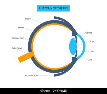 Illustration of the eye anatomy. The structure of the eye includes three different layers. The external layer, formed by the sclera and cornea. The intermediate layer, divided into two parts: anterior (iris and ciliary body and extraocular muscles) and posterior (choroid). The internal layer, or the sensory part of the eye, the retina and the optic nerve. Stock Photo