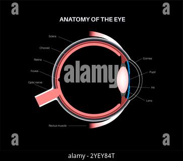 Illustration of the eye anatomy. The structure of the eye includes three different layers. The external layer, formed by the sclera and cornea. The intermediate layer, the iris and ciliary body, extraocular muscles and choroid. The internal layer, or the sensory part of the eye, the retina and the optic nerve. Stock Photo