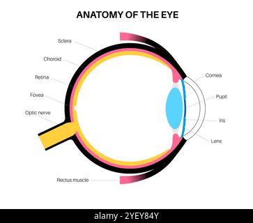 External Parts Of The Eye For Grade 3