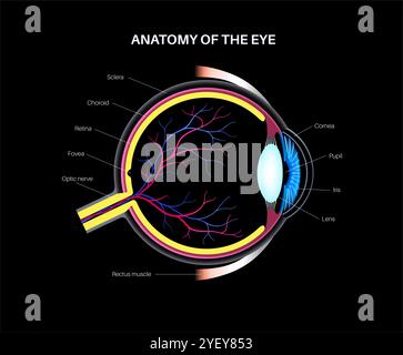 Illustration of the eye anatomy. The structure of the eye includes three different layers. The external layer, formed by the sclera and cornea. The intermediate layer, the iris and ciliary body, extraocular muscles, choroid and blood vessels. The internal layer, or the sensory part of the eye, the retina and the optic nerve. Stock Photo