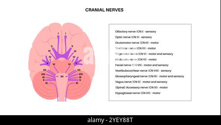 Illustration of the cranial nerves anatomy. The cranial nerves are a set of 12 paired nerves that arise directly from the brain. The first two nerves (olfactory and optic) arise from the cerebrum, whereas the remaining ten emerge from the brainstem. The names of the cranial nerves relate to their function and they are numerically identified in roman numerals. Stock Photo