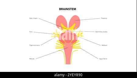 Illustration of the cranial nerves anatomy. The cranial nerves are a set of 12 paired nerves that arise directly from the brain. The first two nerves (olfactory and optic) arise from the cerebrum, whereas the remaining ten emerge from the brainstem. The names of the cranial nerves relate to their function and they are numerically identified in roman numerals. Stock Photo