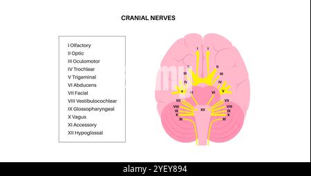 Illustration of the cranial nerves anatomy. The cranial nerves are a set of 12 paired nerves that arise directly from the brain. The first two nerves (olfactory and optic) arise from the cerebrum, whereas the remaining ten emerge from the brainstem. The names of the cranial nerves relate to their function and they are numerically identified in roman numerals. Stock Photo