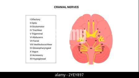 Illustration of the cranial nerves anatomy. The cranial nerves are a set of 12 paired nerves that arise directly from the brain. The first two nerves (olfactory and optic) arise from the cerebrum, whereas the remaining ten emerge from the brainstem. The names of the cranial nerves relate to their function and they are numerically identified in roman numerals. Stock Photo