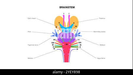 Illustration of the cranial nerves anatomy. The cranial nerves are a set of 12 paired nerves that arise directly from the brain. The first two nerves (olfactory and optic) arise from the cerebrum, whereas the remaining ten emerge from the brainstem. The names of the cranial nerves relate to their function and they are numerically identified in roman numerals. Stock Photo