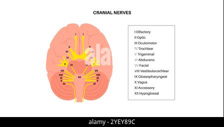 Illustration of the cranial nerves anatomy. The cranial nerves are a set of 12 paired nerves that arise directly from the brain. The first two nerves (olfactory and optic) arise from the cerebrum, whereas the remaining ten emerge from the brainstem. The names of the cranial nerves relate to their function and they are numerically identified in roman numerals. Stock Photo