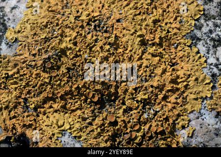Close-up of lichen on a coastal rock. Stock Photo