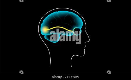 Illustration of the optic nerve anatomy. The optic nerves send visual messages from eye to brain. Stock Photo