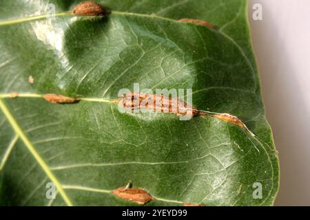 Green leaf/leaves of sacred fig (Ficus religiosa) infected with woody veins disease. Stock Photo