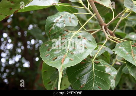 Green leaf/leaves of sacred fig (Ficus religiosa) infected with woody veins disease. Stock Photo
