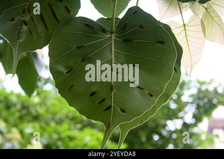 Green leaf/leaves of sacred fig (Ficus religiosa) infected with woody veins disease. Stock Photo
