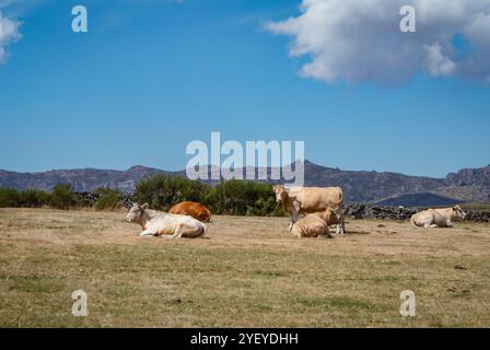 Several cows grazing in mountain pastures. Pasture area located in Geres. Stock Photo