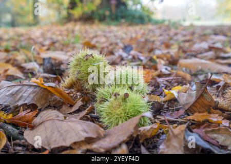 Autumn and sweet chestnuts lie on the woodland floor amonst the leaf litter Stock Photo