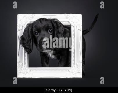 Cute English working cocker spaniel dog puppy, standing through white photo frame. Looking straight to camera with super sweet expression. Isolated on Stock Photo