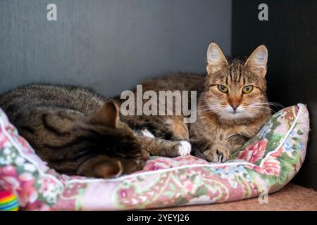 Two adorable cats are peacefully sleeping on a cozy bed that has beautiful flowers adorning it, creating a serene atmosphere Stock Photo