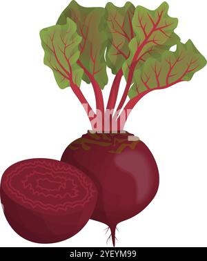 Vibrant Red Beet and Green Tops Vector for Organic Food Graphics Stock Vector
