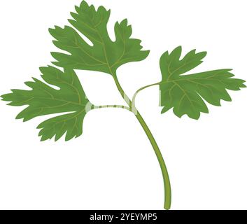 Vector Image of Cilantro Twig with Green Leaves Stock Vector